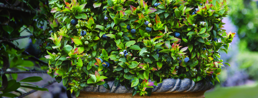 Espoma soil acidifier, Holly-tone, growing blueberries, BrazelBerries Jelly Bean
