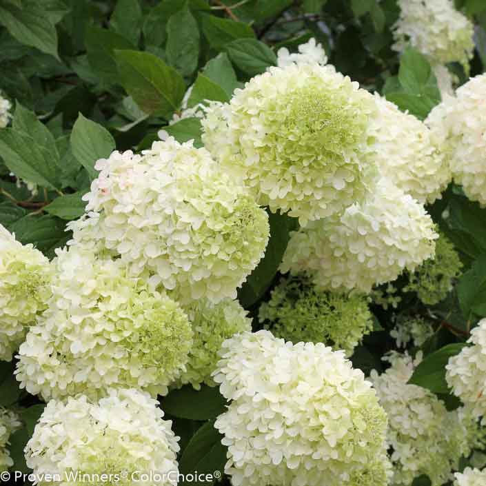 Do Hydrangeas Need Full Sun Sunlight Secrets Unveiled