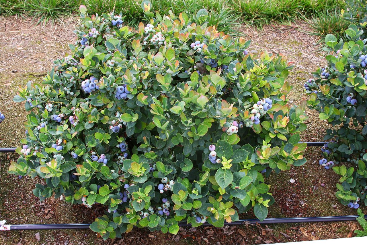 Blueberry Seedlings