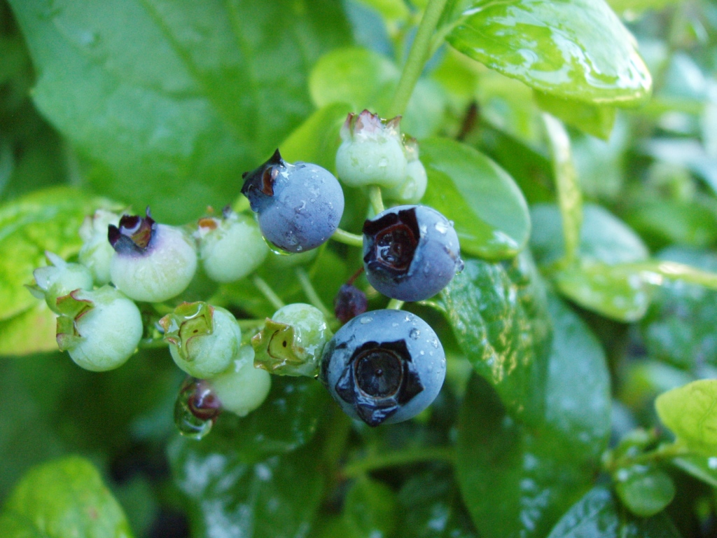 Можно собаке голубику. Голубика Полярис. Vaccinium cor. 'Polaris'. Грузинская голубика. Голубика сорт Полярис.