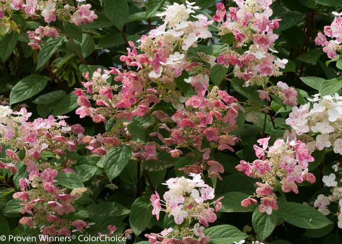 Fun in the Sun Best Hydrangeas to Grow in Full Sun Espoma