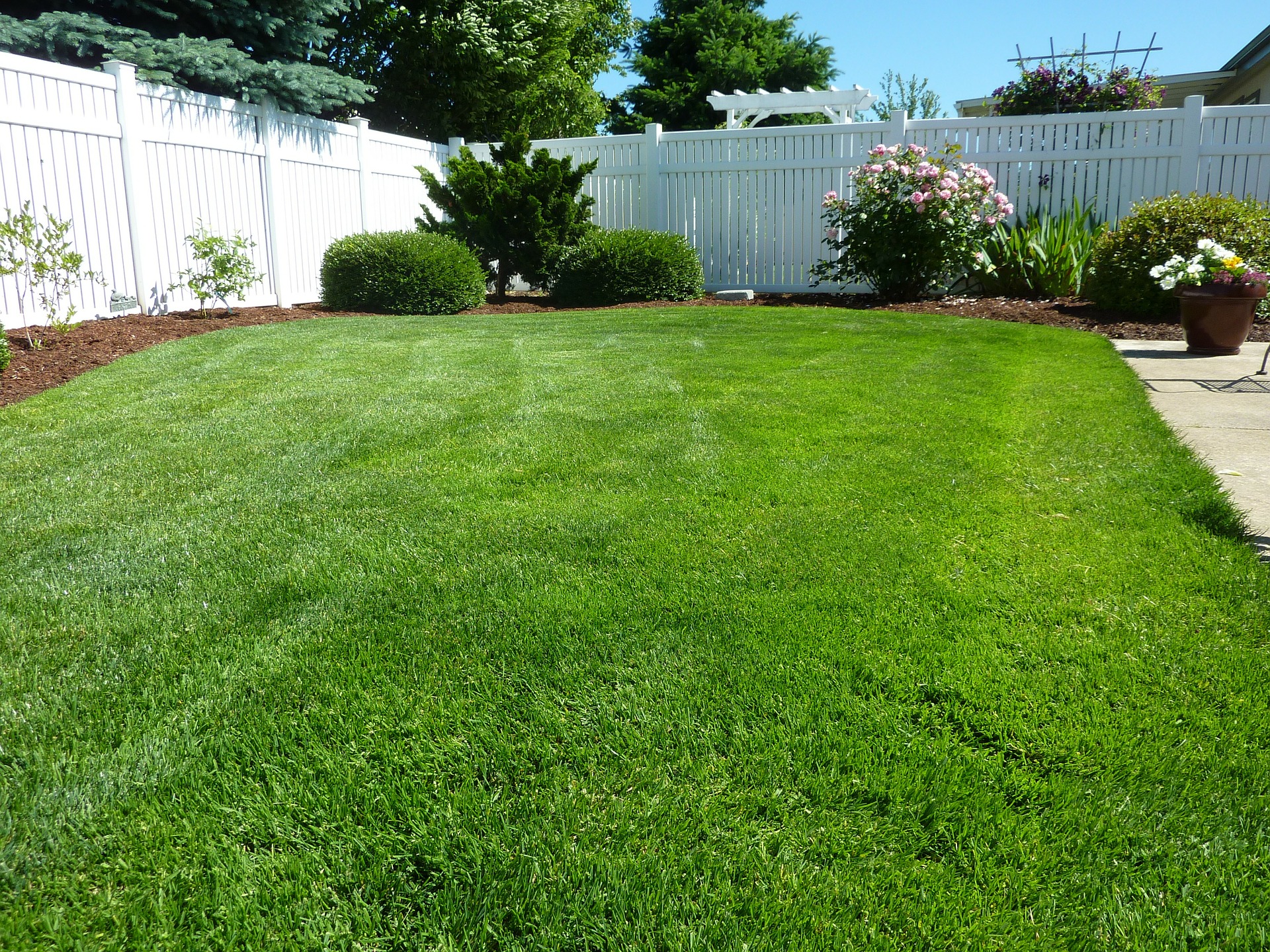organic lawn care, safe paws, lawn care tips, 