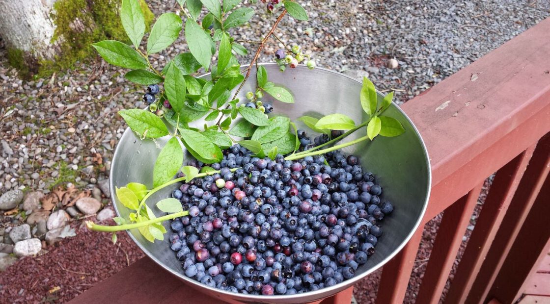 Espoma soil acidifier, Holly-tone, growing blueberries