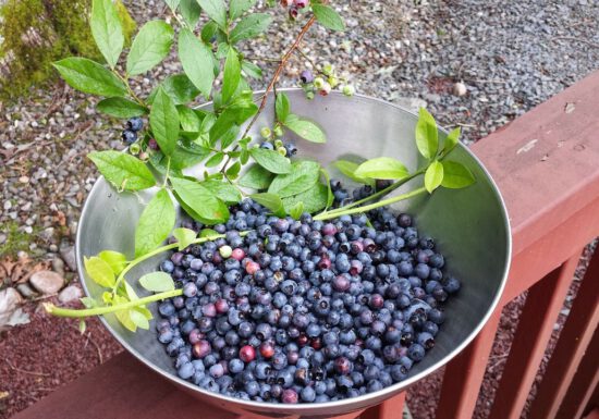 Espoma soil acidifier, Holly-tone, growing blueberries