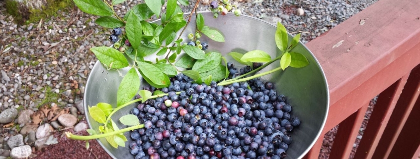 Espoma soil acidifier, Holly-tone, growing blueberries