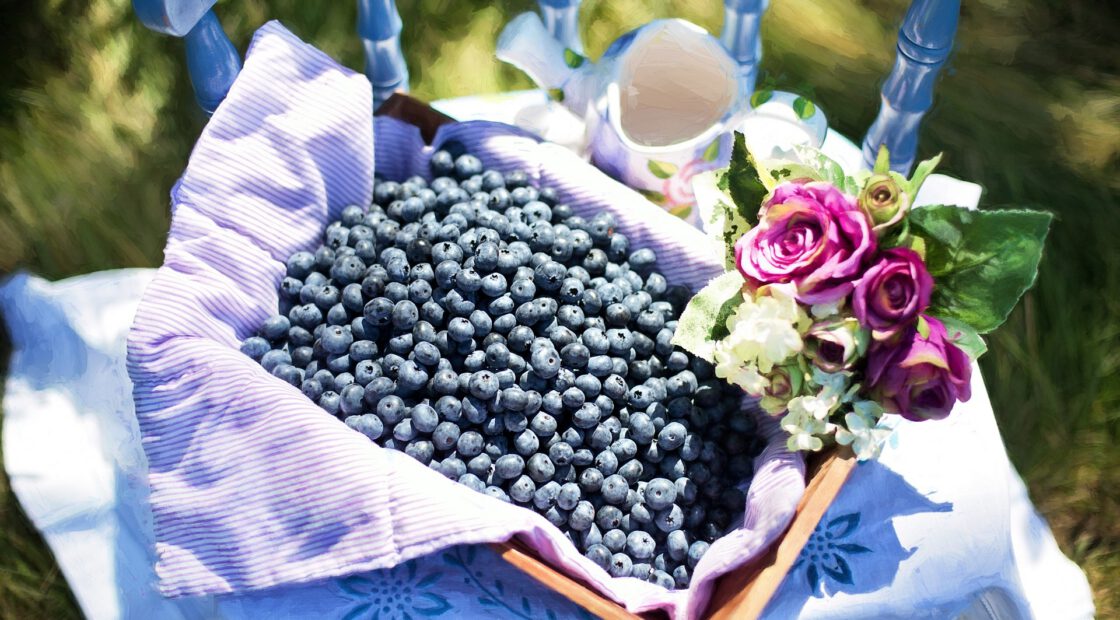 Espoma soil acidifier, Holly-tone, growing blueberries