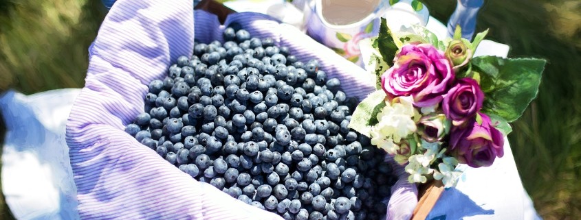 Espoma soil acidifier, Holly-tone, growing blueberries