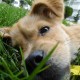 organic lawn care, safe paws, lawn care tips,