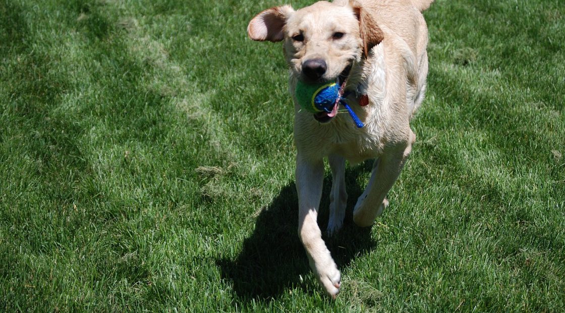 organic lawn care, safe paws, lawn care tips, lawn lime
