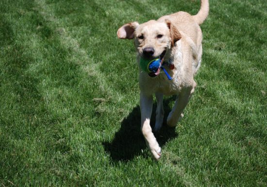 organic lawn care, safe paws, lawn care tips, lawn lime
