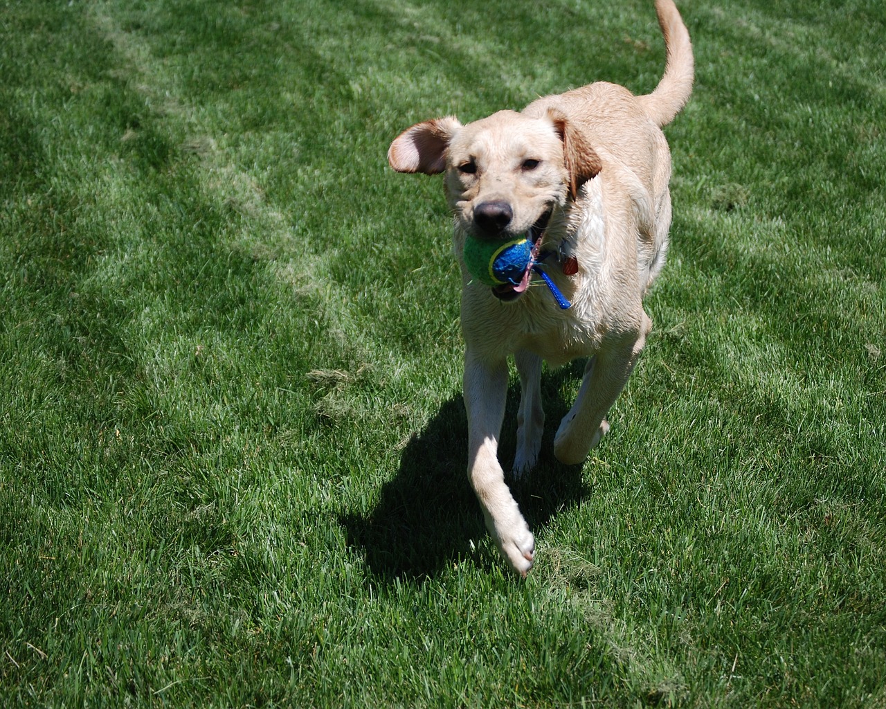 Is Lime For Grass Harmful To Dogs