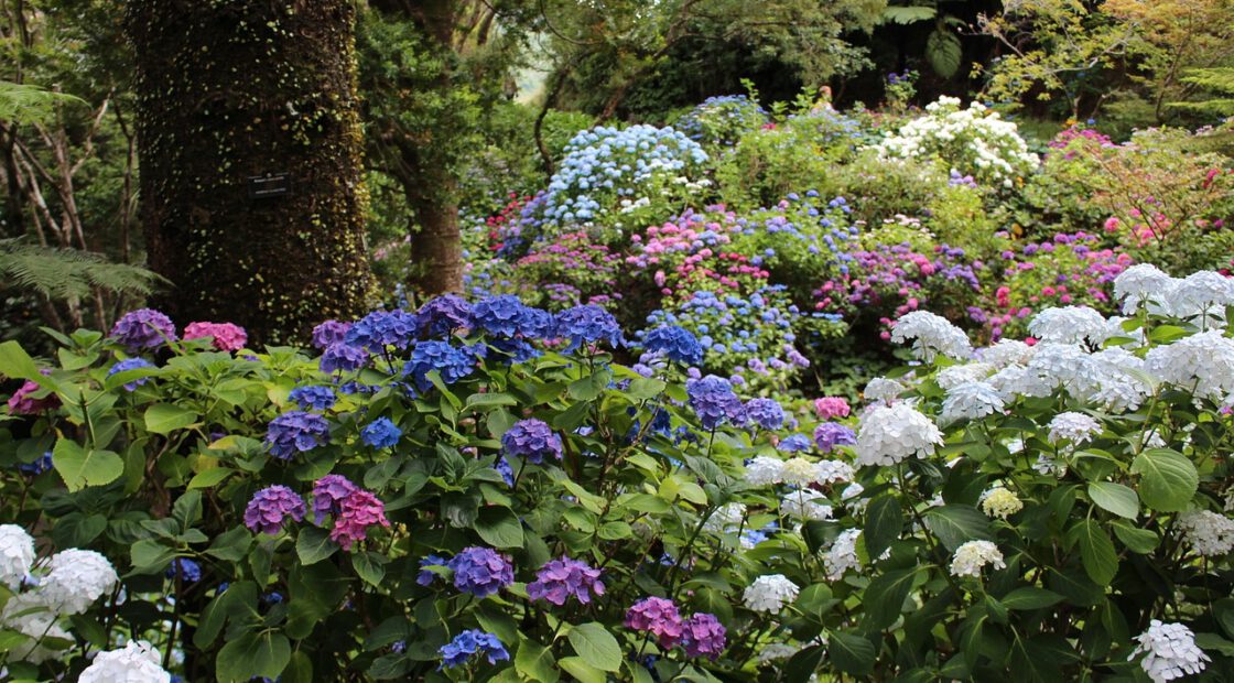 hydrangea care, hydrangea color, growing hydrangas