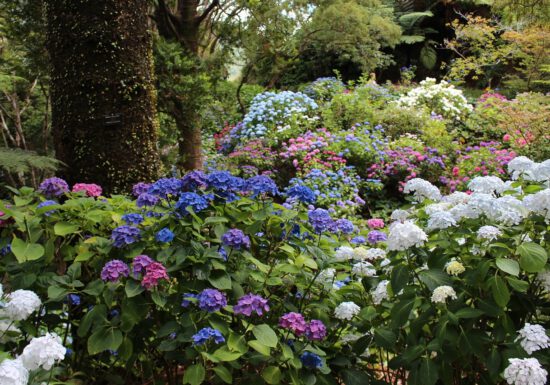 hydrangea care, hydrangea color, growing hydrangas