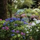 hydrangea care, hydrangea color, growing hydrangas