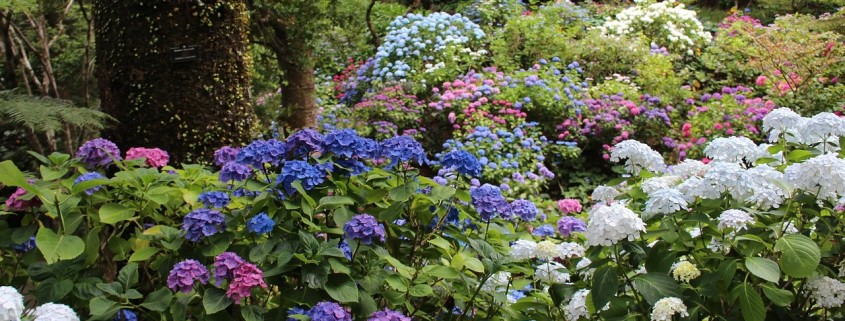 hydrangea care, hydrangea color, growing hydrangas