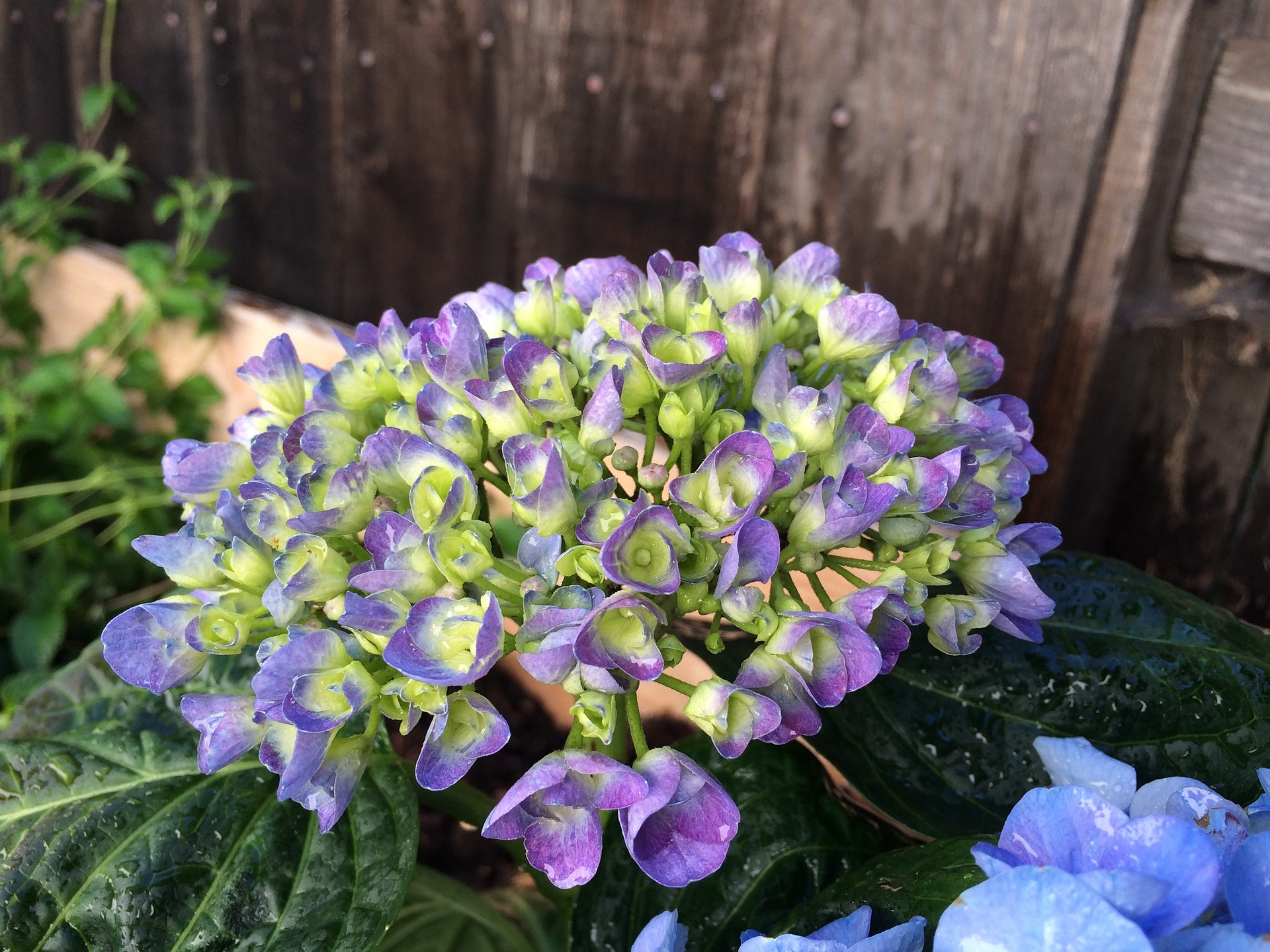 Growing Hydrangeas - The Complete Guide | Espoma