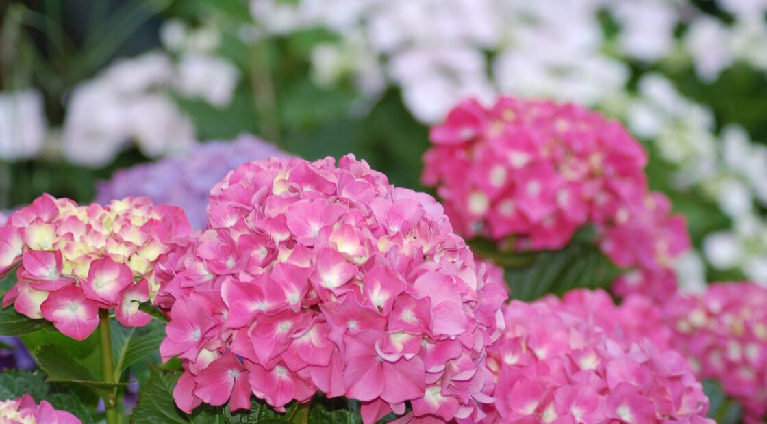 hydrangea care, hydrangea color, growing hydrangas