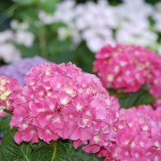 hydrangea care, hydrangea color, growing hydrangas