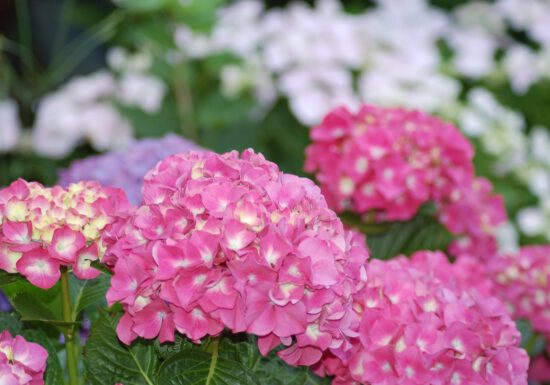hydrangea care, hydrangea color, growing hydrangas