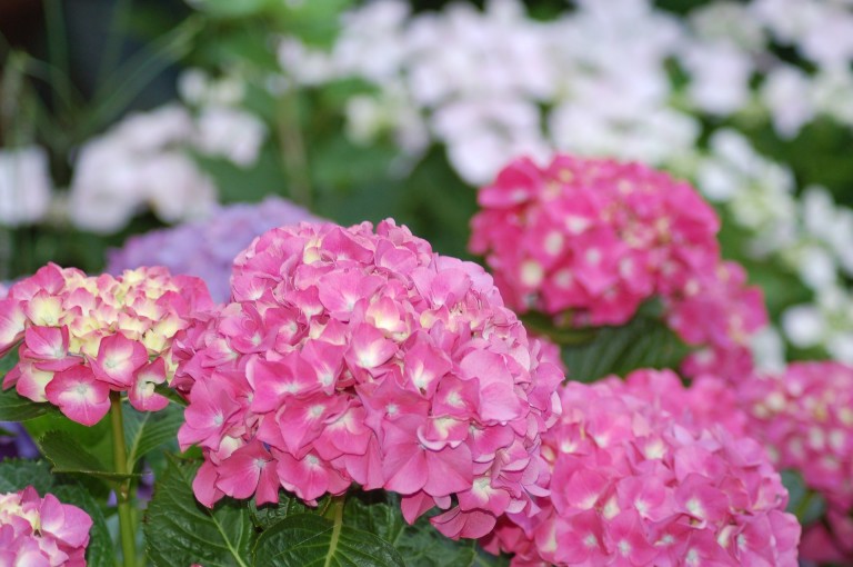 hydrangea care, hydrangea color, growing hydrangas