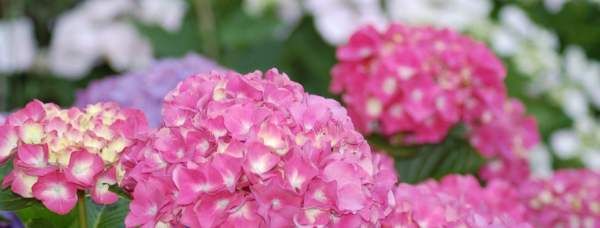 hydrangea care, hydrangea color, growing hydrangas