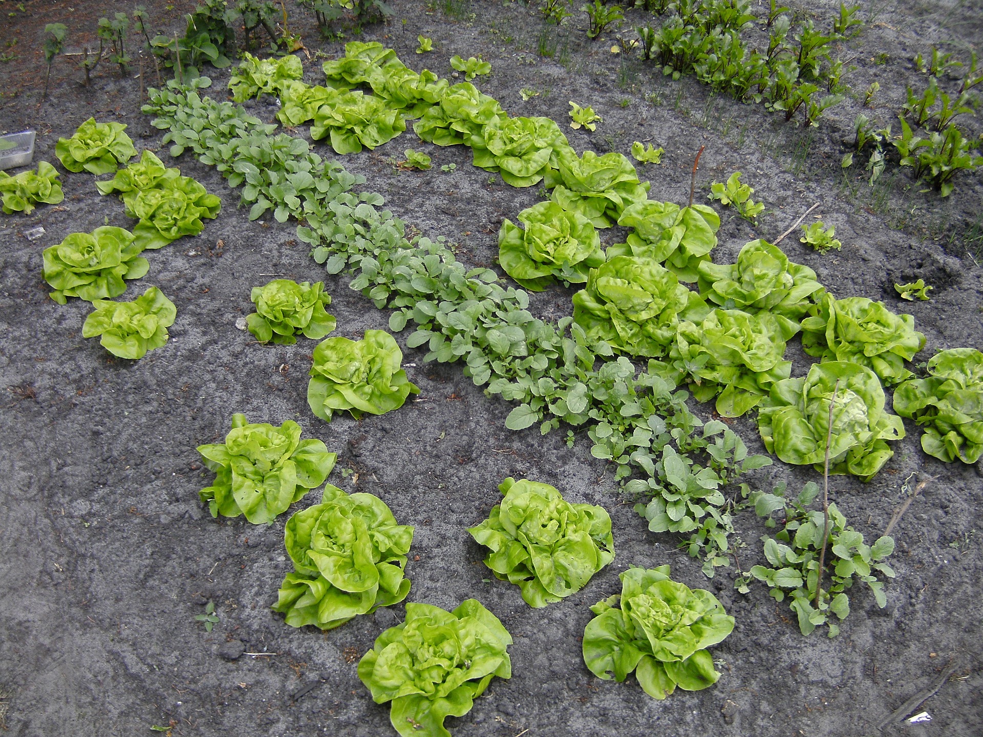 organic vegetable gardening, edible schoolyard project, top reasons to start a garden