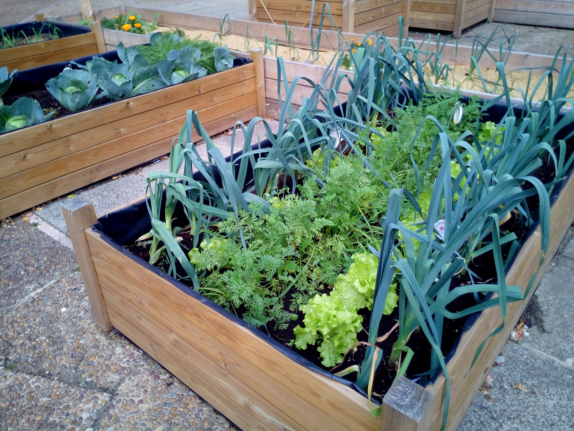 organic vegetable gardening, edible schoolyard project, top reasons to start a garden