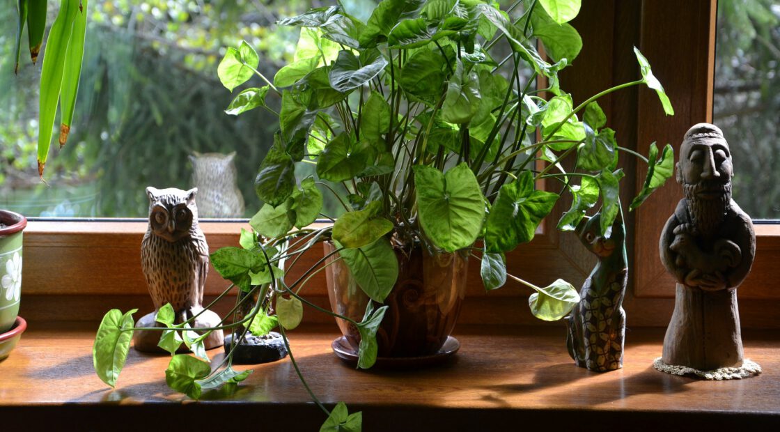 potting soil, houseplant care