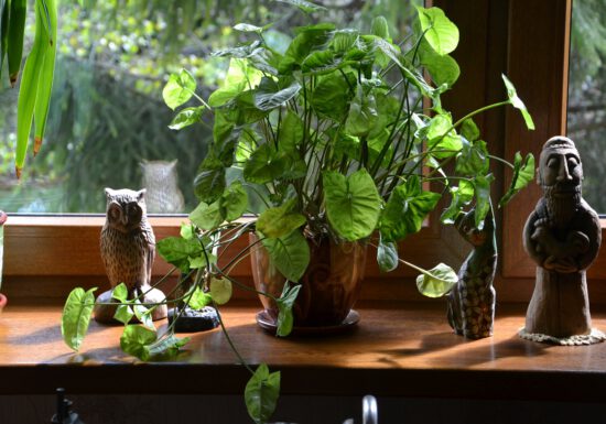 potting soil, houseplant care