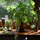 potting soil, houseplant care