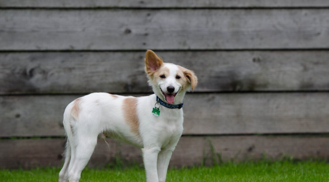 petscaping, safe paws, organic lawn care