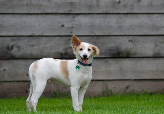 petscaping, safe paws, organic lawn care