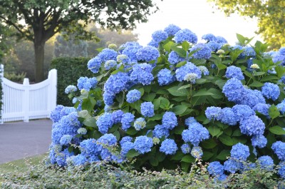 hydrangea care, hydrangea color, growing hydrangas