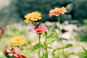Bee and butterfly on flowers 