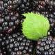 Espoma soil acidifier, Holly-tone, growing berries