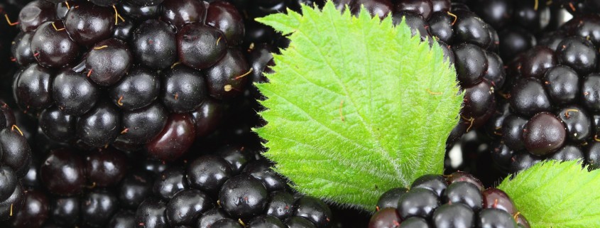 Espoma soil acidifier, Holly-tone, growing berries