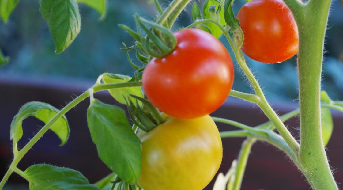 tomato-tone, growing tomatoes, organic gardening