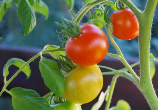 tomato-tone, growing tomatoes, organic gardening