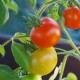 tomato-tone, growing tomatoes, organic gardening