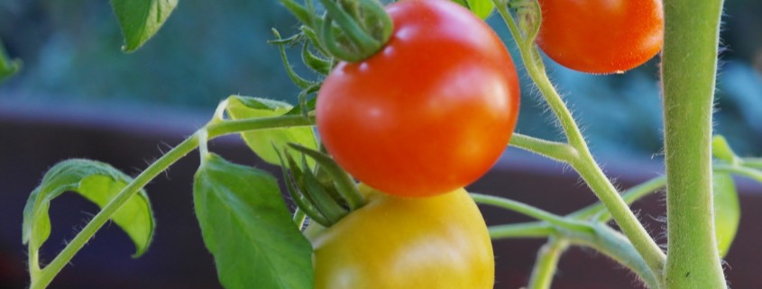 tomato-tone, growing tomatoes, organic gardening