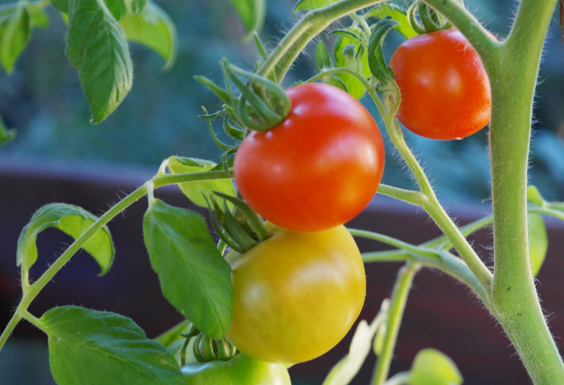 tomato-tone, growing tomatoes, organic gardening