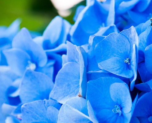 hydrangea care, hydrangea color, growing hydrangas