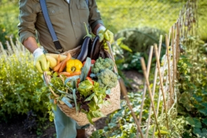 spring crops