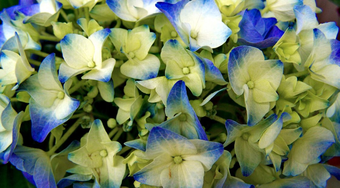 hydrangea care, hydrangea color, growing hydrangas