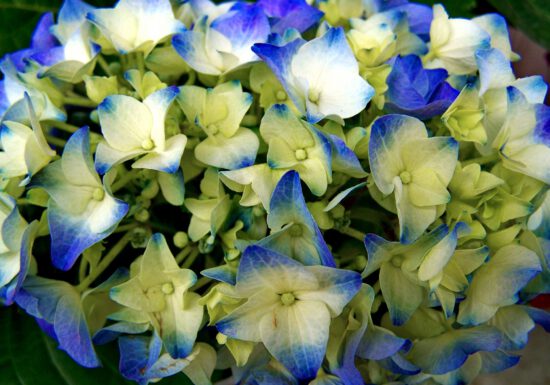 hydrangea care, hydrangea color, growing hydrangas