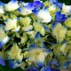 hydrangea care, hydrangea color, growing hydrangas