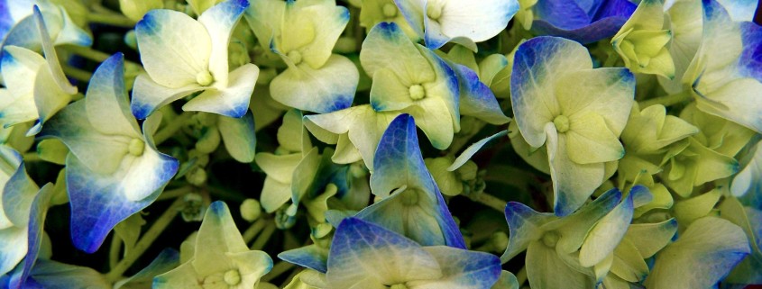 hydrangea care, hydrangea color, growing hydrangas