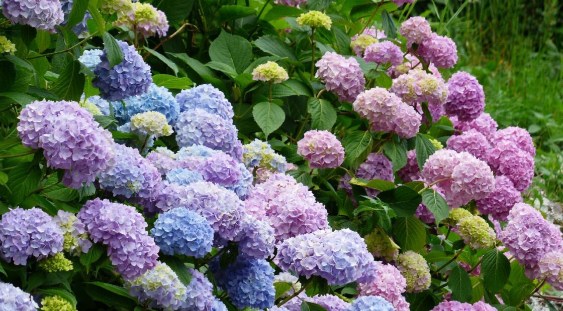 hydrangea care, hydrangea color, growing hydrangas