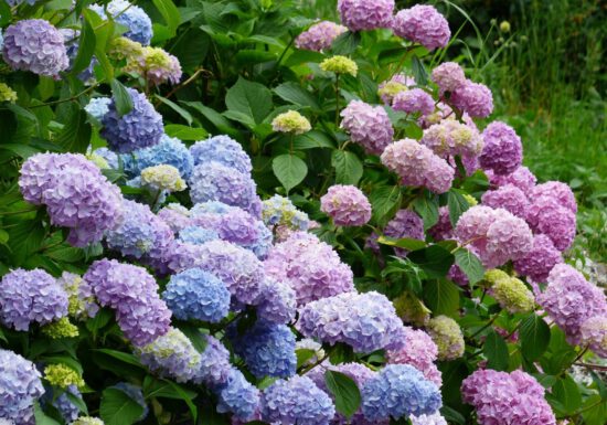 hydrangea care, hydrangea color, growing hydrangas