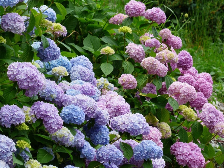 hydrangea care, hydrangea color, growing hydrangas